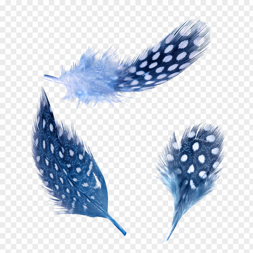 Blue Feather White PNG