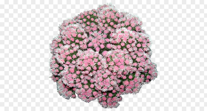 Chrysanthemum Floral Design Cut Flowers Pink M PNG
