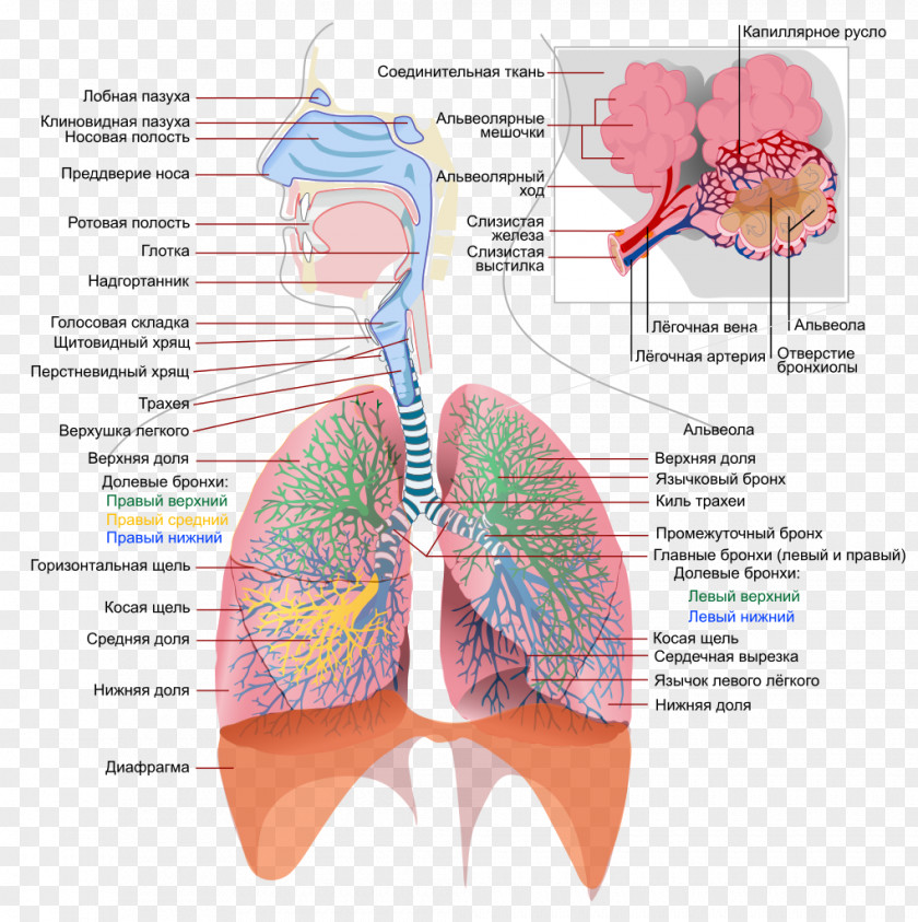 Respiratory System Tract Respiration Lung Human Body PNG