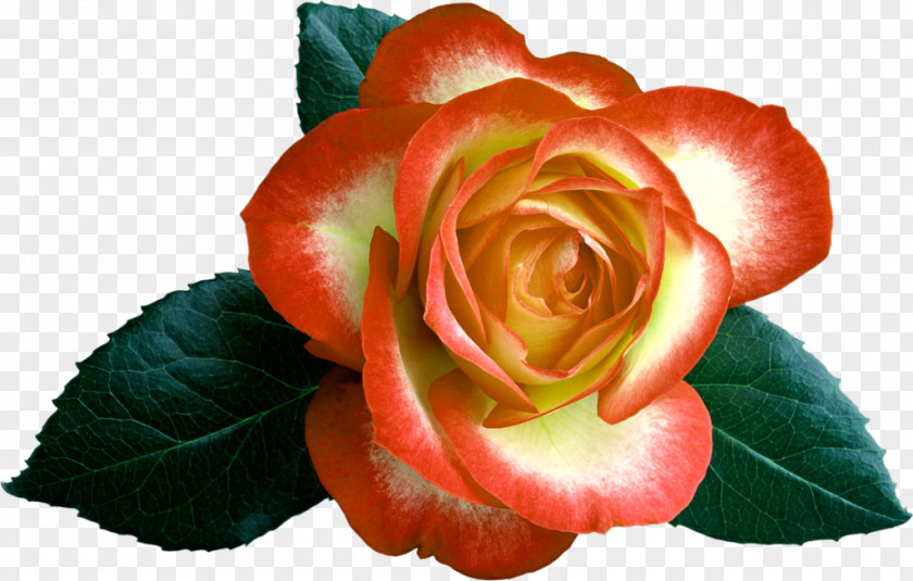 Rose A Grappolo Garden Roses Cabbage Floribunda Cut Flowers Petal PNG