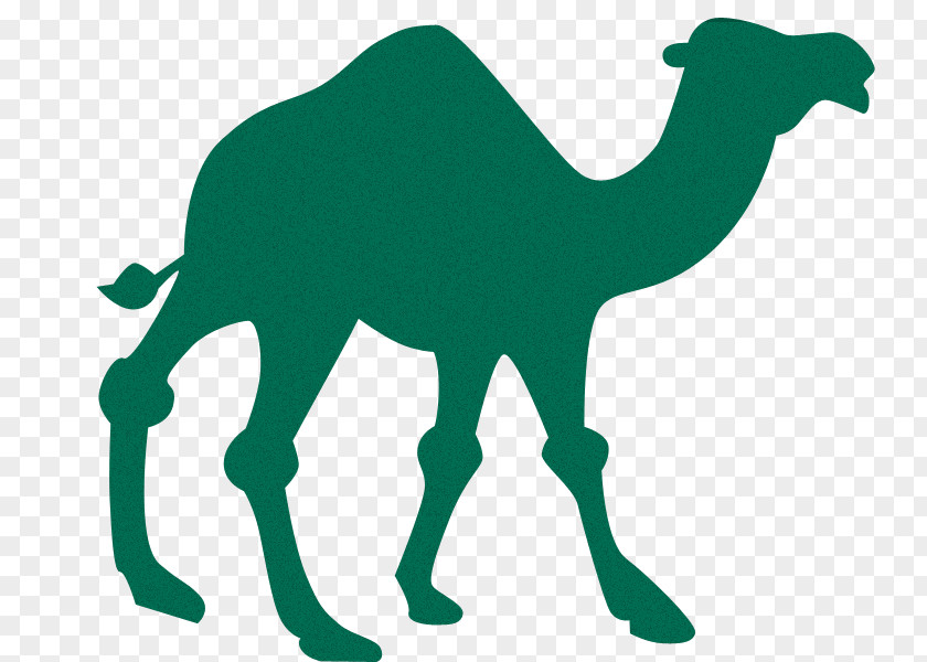 Silhouette Bactrian Camel Dromedary Clip Art PNG