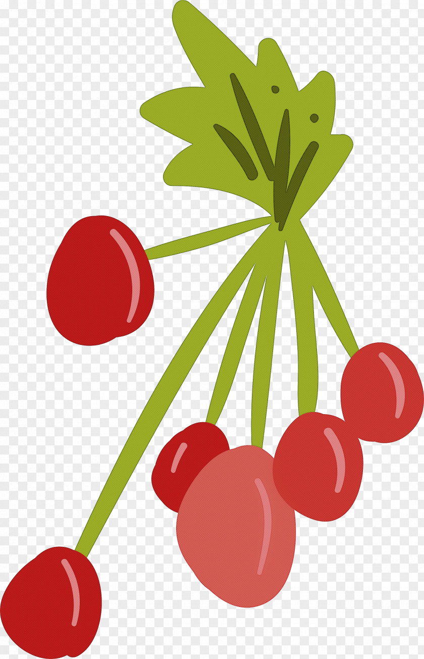 Superfruit Currant Cherry Leaf Red Fruit Berry PNG