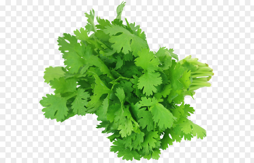 Vegetable Coriander Chutney Herb Leaf PNG