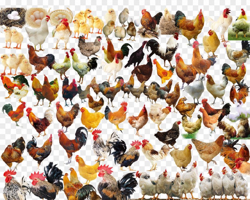 All Kinds Of Chicken Rooster PNG