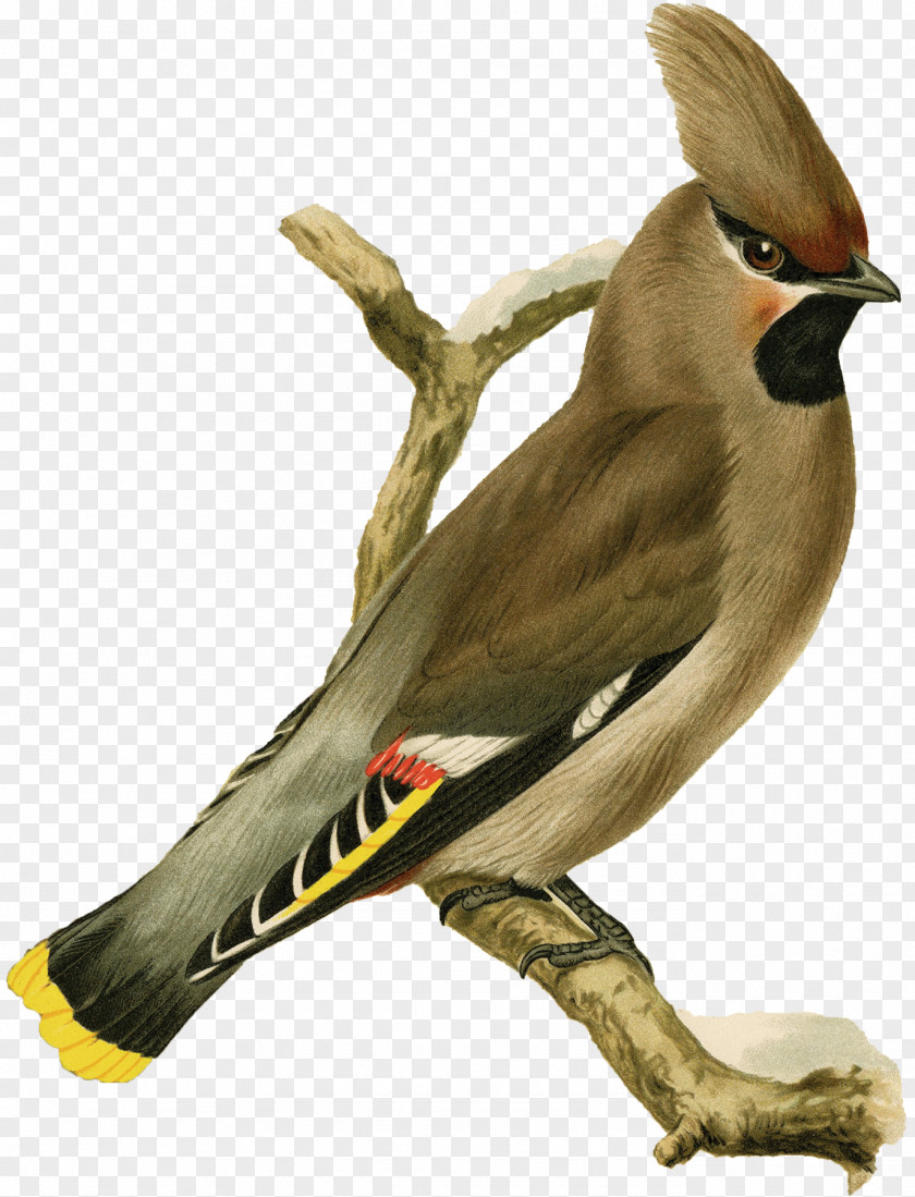 Bird Beak Finches Bohemian Waxwing Eurasian Jay PNG
