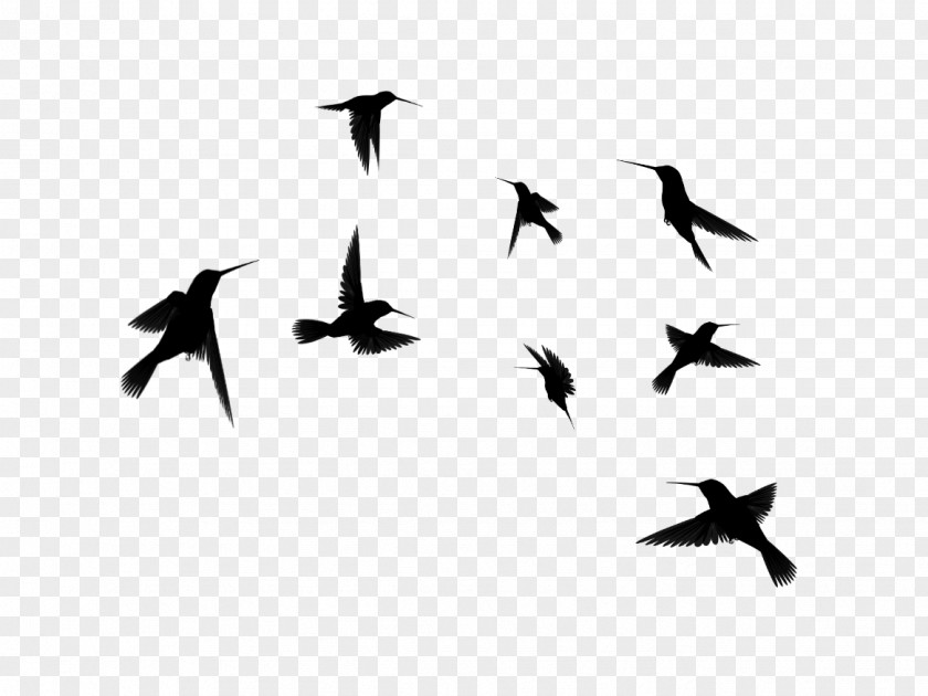 Birds Silhouette Hummingbird Flock Clip Art PNG