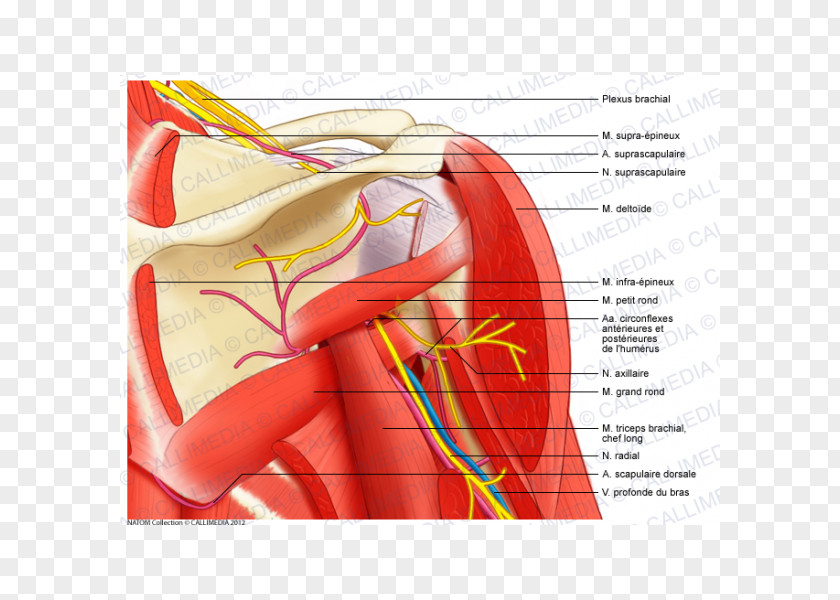 Digestif Shoulder Muscular System Anatomy Muscle Human Body PNG