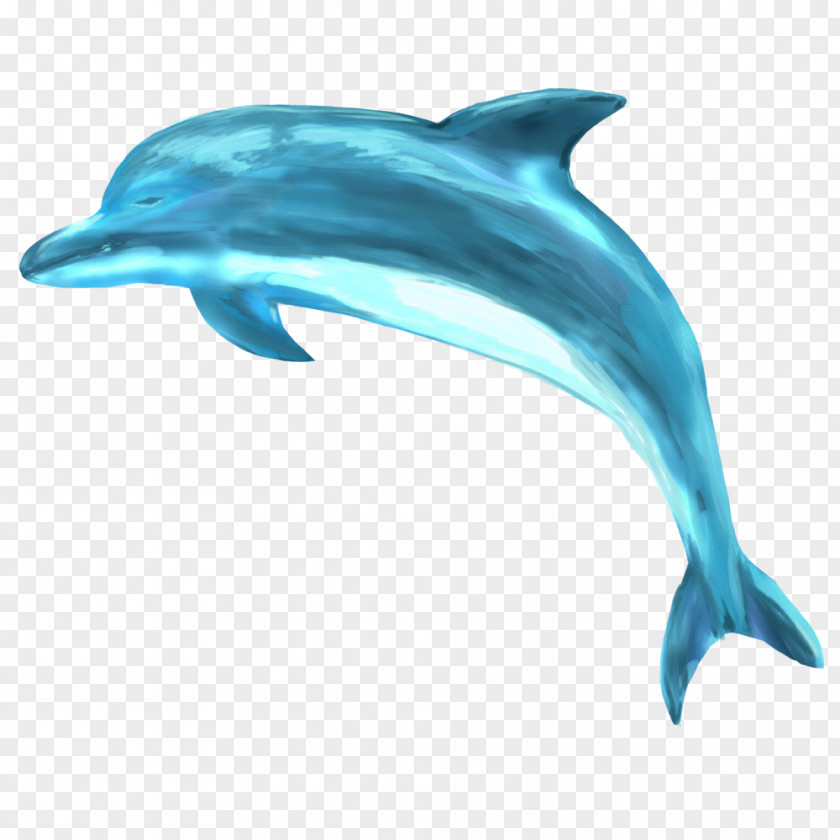 Dolphin Striped Common Bottlenose Short-beaked Spinner Rough-toothed PNG