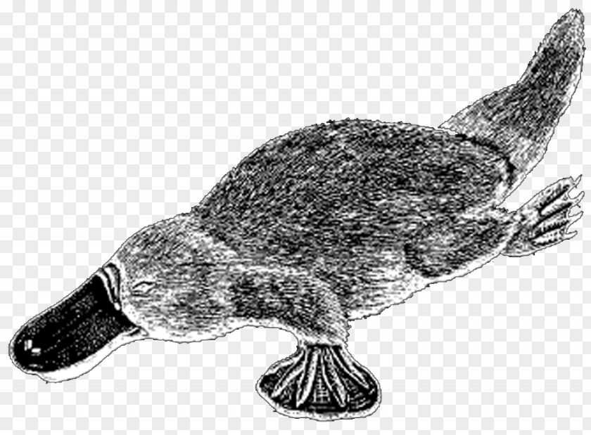 Duck Platypus Sea Turtle Tortoise Beak PNG