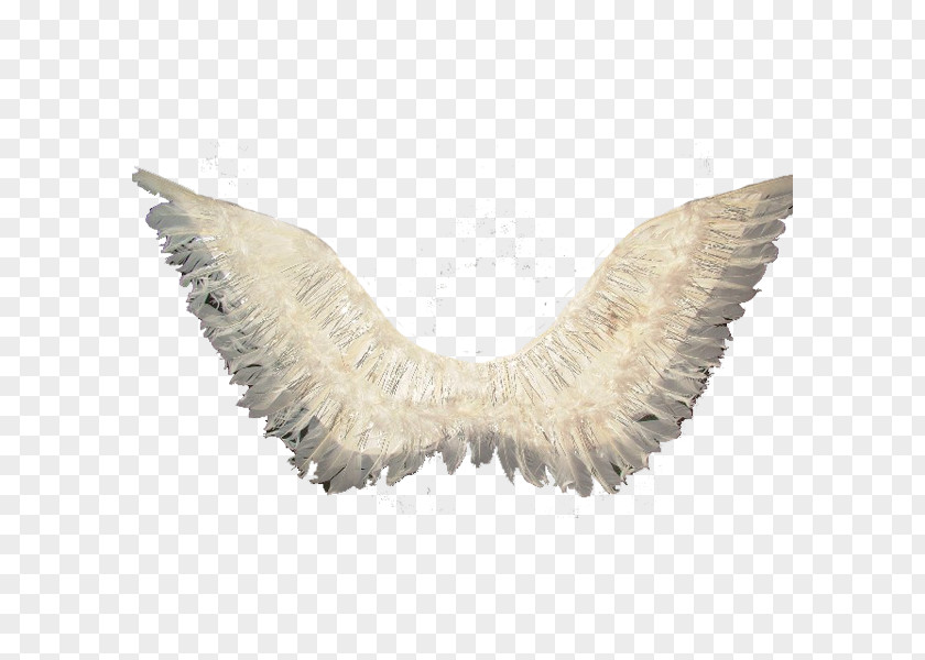 Feather Angel Wing Тропик Парти PNG