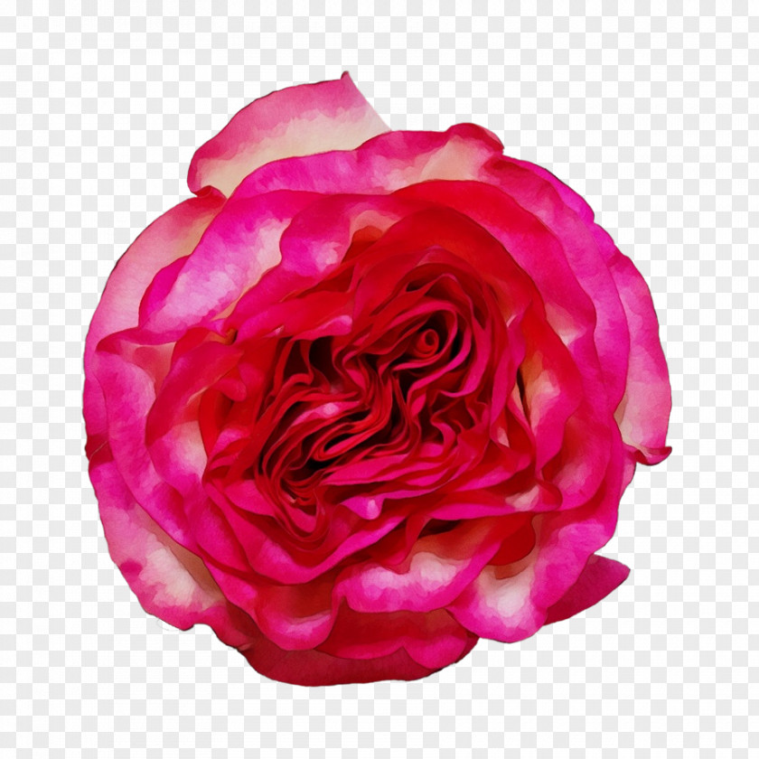 Garden Roses PNG