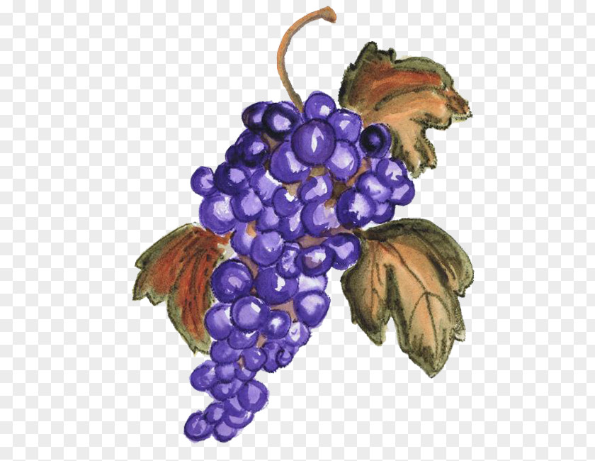 Grape RGB Color Model PNG