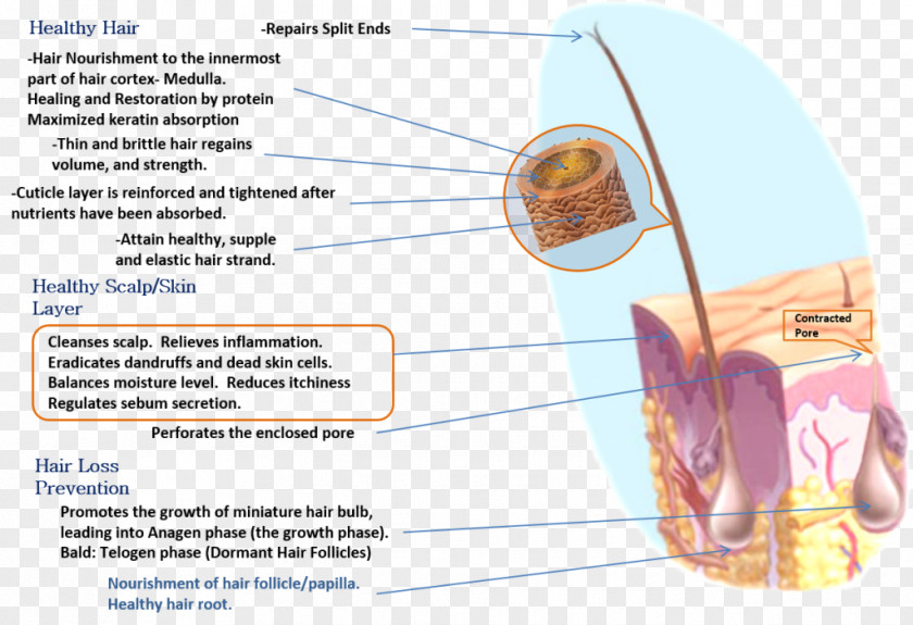 Hair Nutrient Follicle Food Nutrition PNG