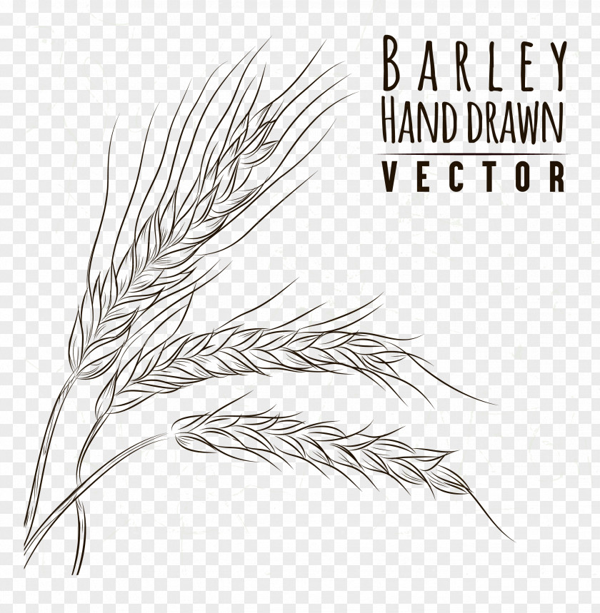 Hand Painted Wheat Grasses Drawing Line Art Sketch PNG