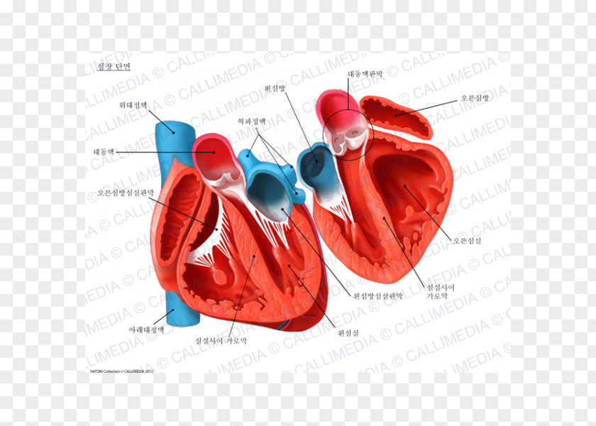 Heart Human Anatomy Circulatory System Cross Section PNG