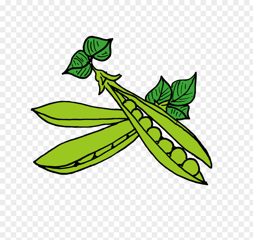 Pea Lentil Clip Art PNG