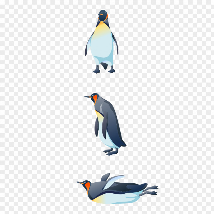 Penguins Form Bird Penguin Gulls Swallow PNG