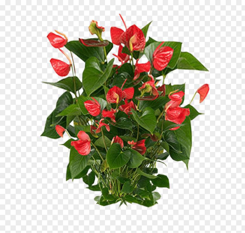 Anthurium Andraeanum Houseplant PNG