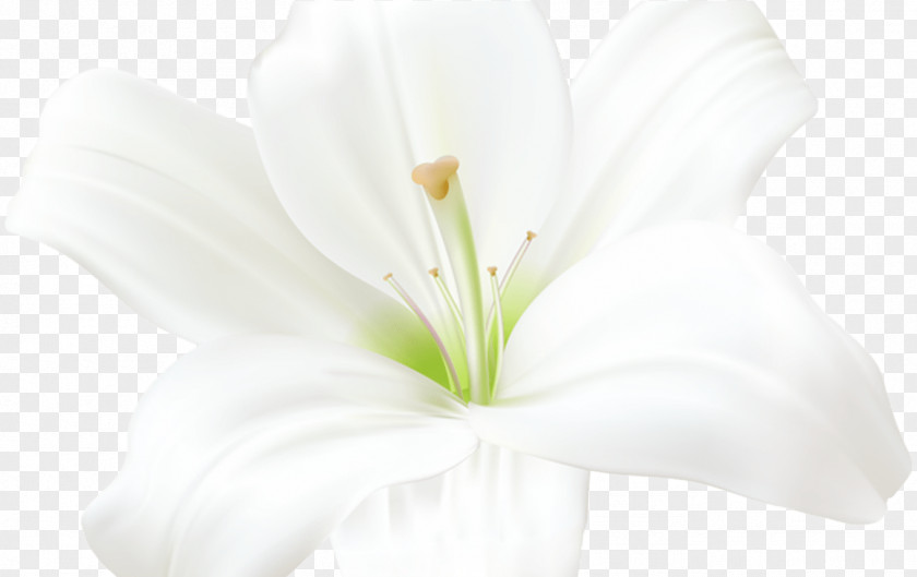 Anthurium Wildflower White Lily Flower PNG