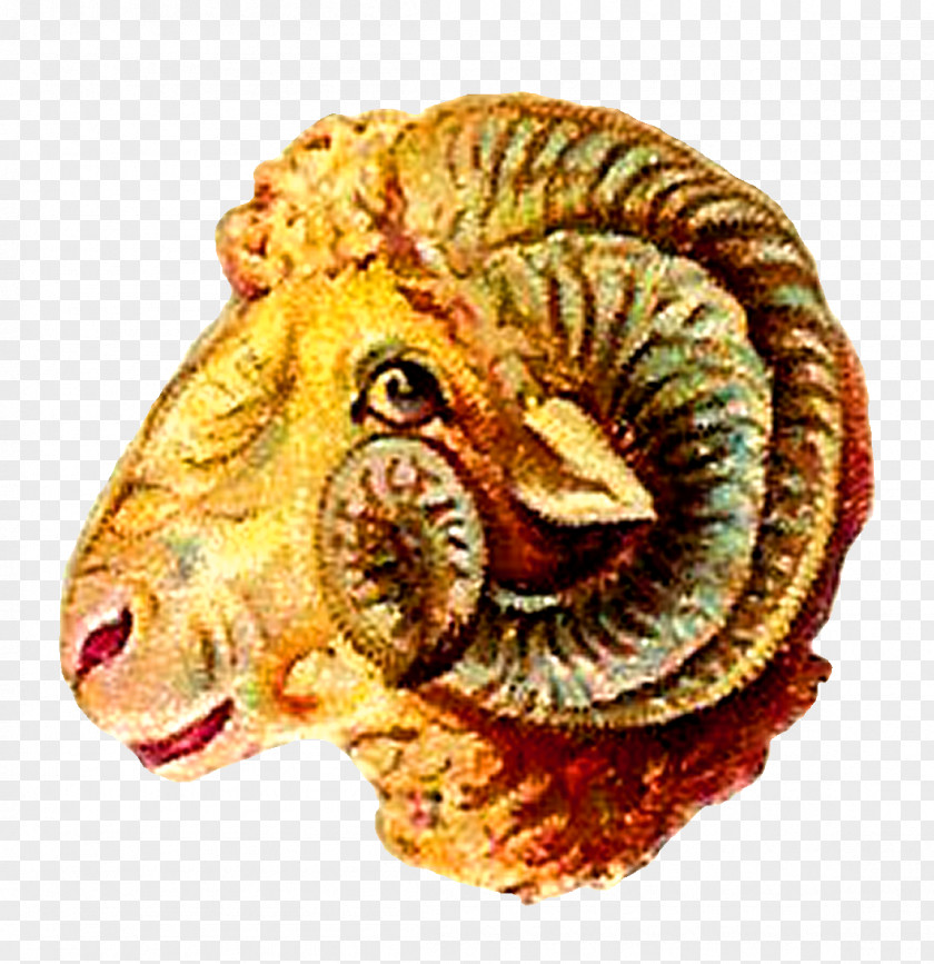 Boar Wild Sheep Animal Asian Elephant PNG