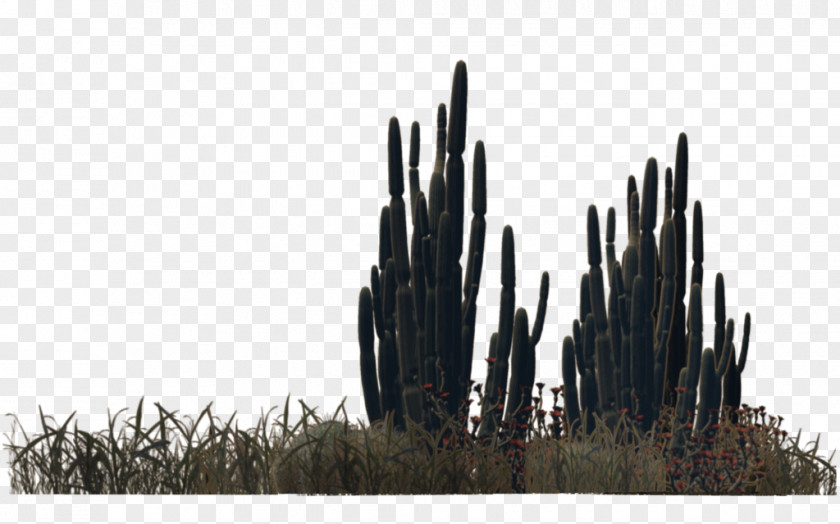 Cactus Plant Desert Cactaceae PNG