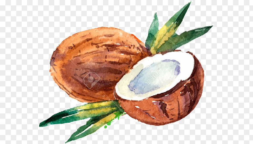 Coconut Milk Water Drawing Watercolor Painting PNG
