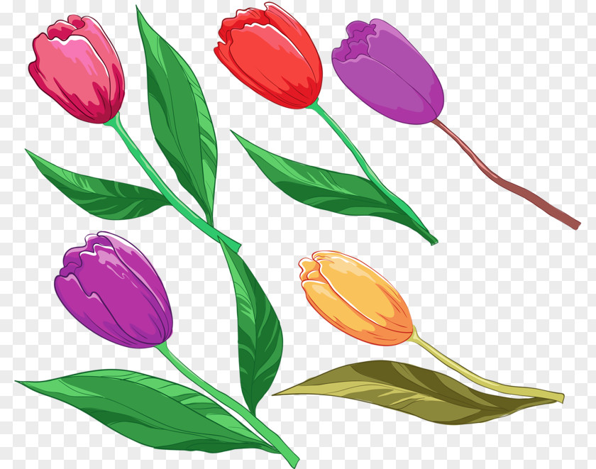 Hand-painted Tulip Flower PNG