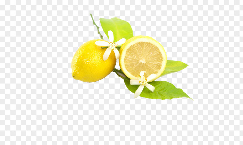Lemon Juicer Squeezer Fruit PNG
