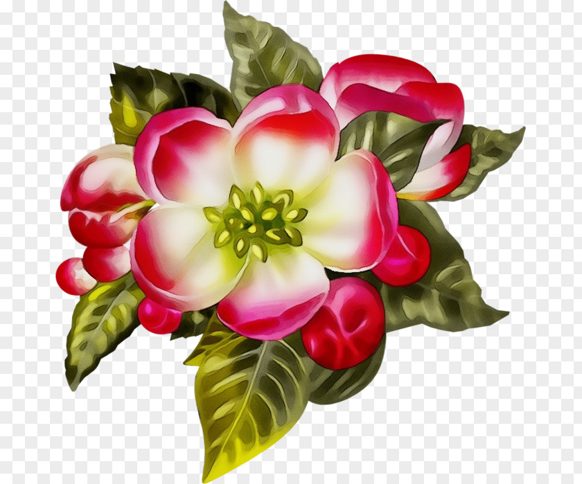Perennial Plant Impatiens Bouquet Of Flowers Drawing PNG