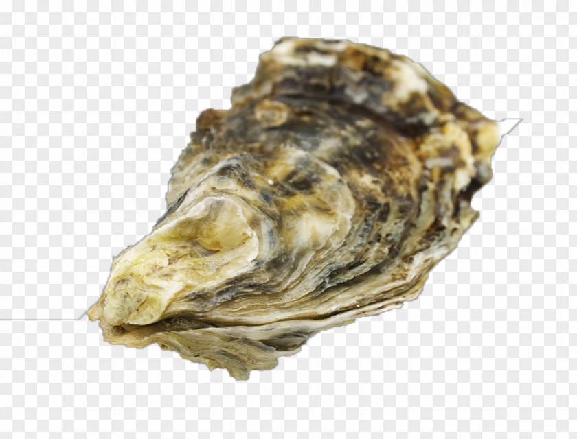 Seashell The Oyster-Shell Stock Photography Clam PNG