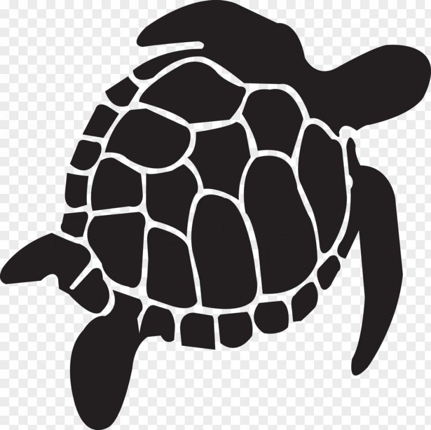 Turtle Tortoise Reptile Vector Graphics PNG
