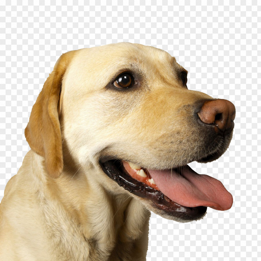 Dog,puppy,pet,animal Labrador Retriever German Shepherd Gordon Setter Stock Photography Tongue PNG