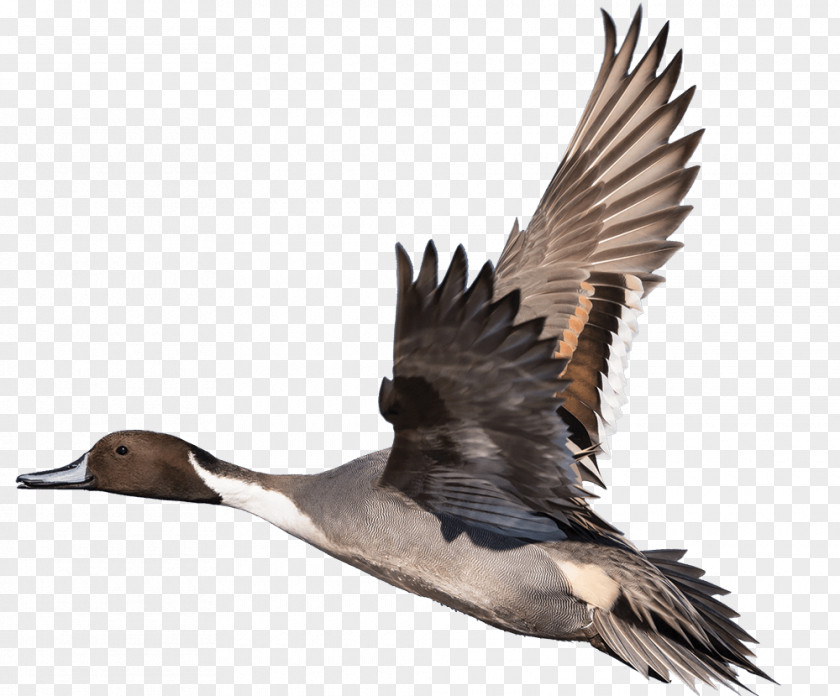 Duck Goose Bird Feather Beak PNG