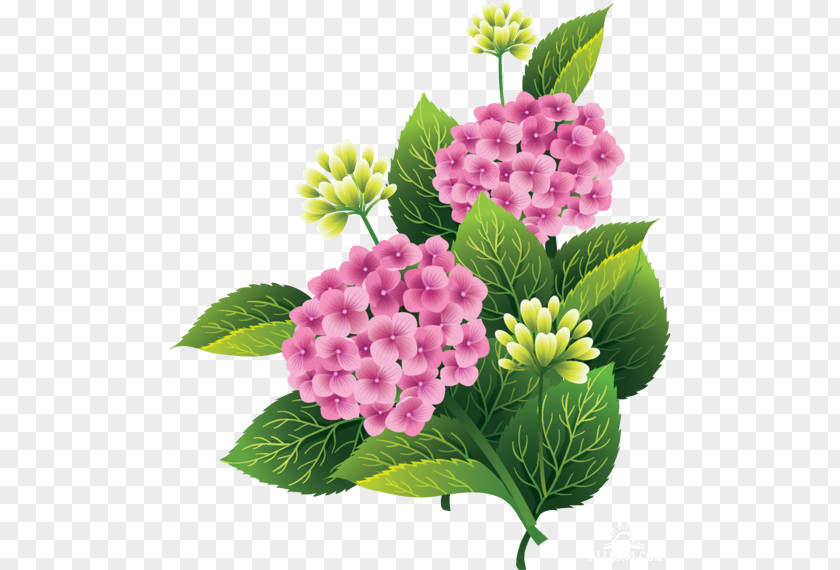 Flower Cut Flowers Clip Art PNG