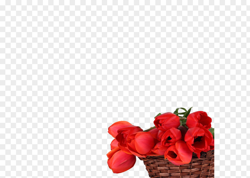 Flower Floral Design Cut Flowers Tulip High-definition Television PNG
