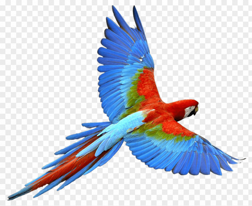 Flying Parrot Images Download Bird PNG