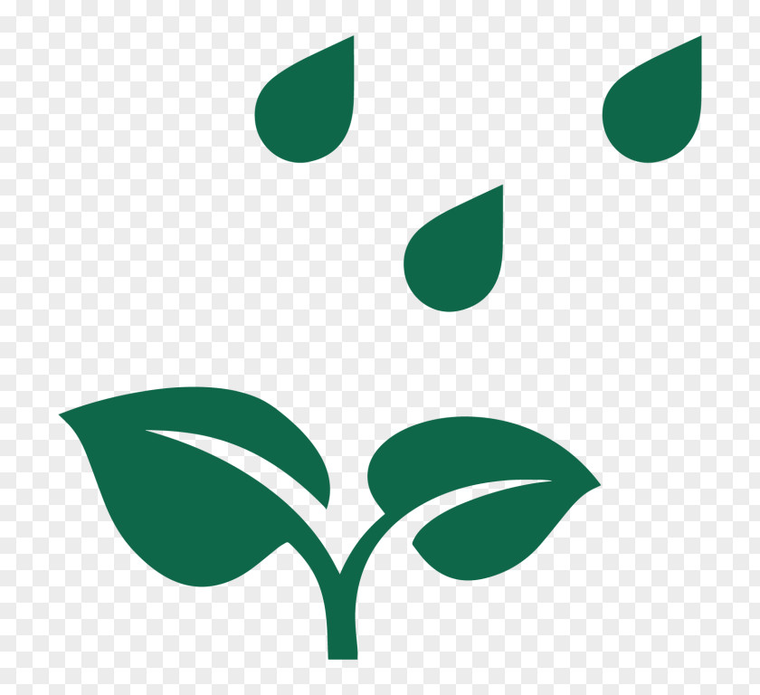 Plant Rain PNG
