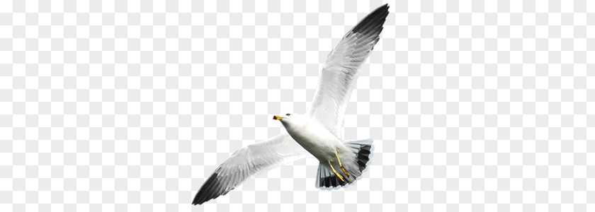 Seagull PNG clipart PNG
