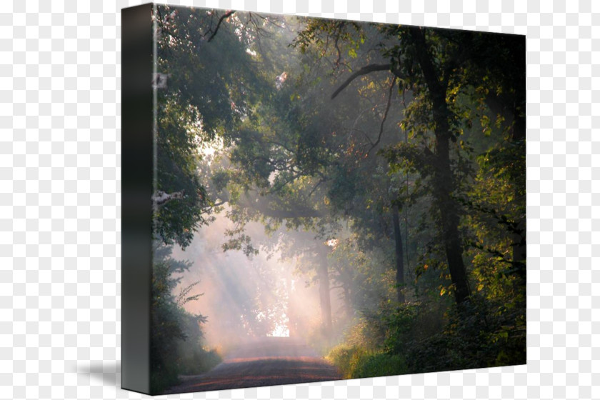 Decorative Elements Of Urban Roads Forest Biome Landscape Painting Nature PNG