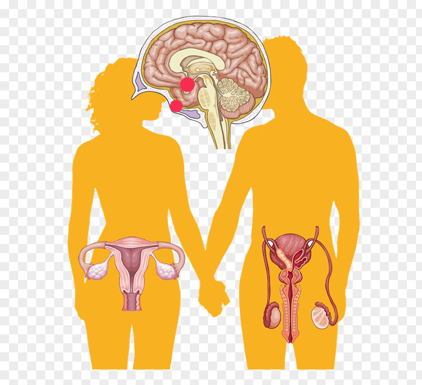 Hormone Endocrine System Gonad Sex Steroid Gland PNG system steroid gland, diagnosis clipart PNG