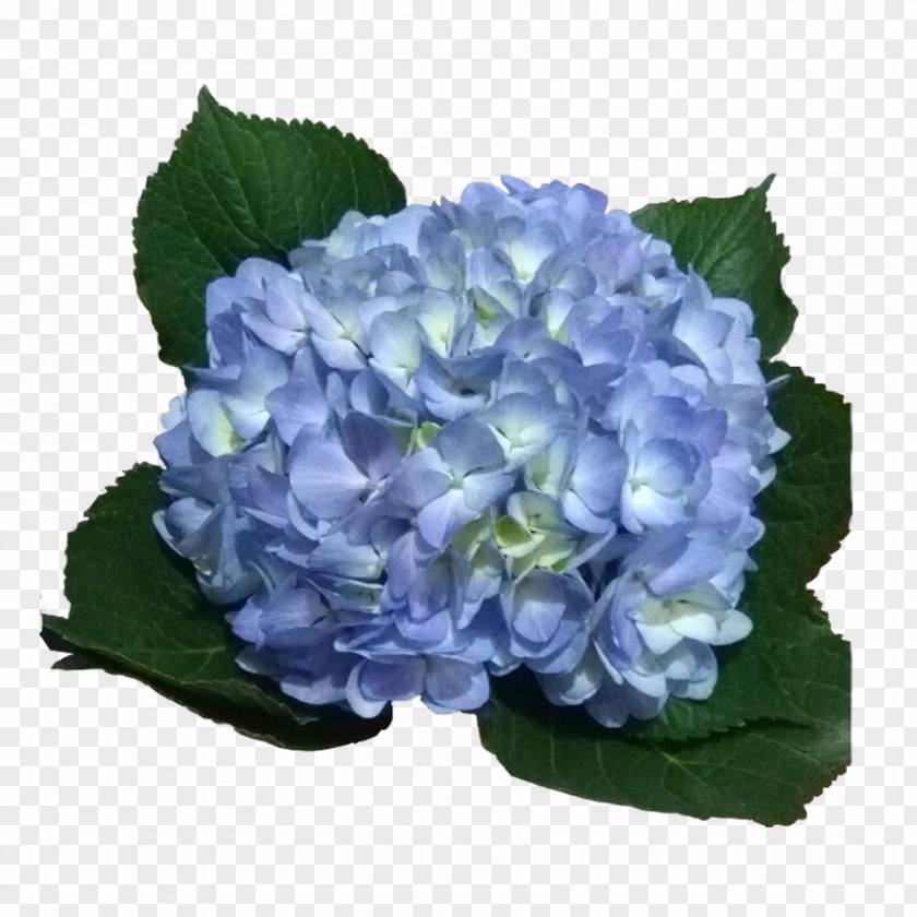 Hydrangea Light Blue Violet Flower PNG