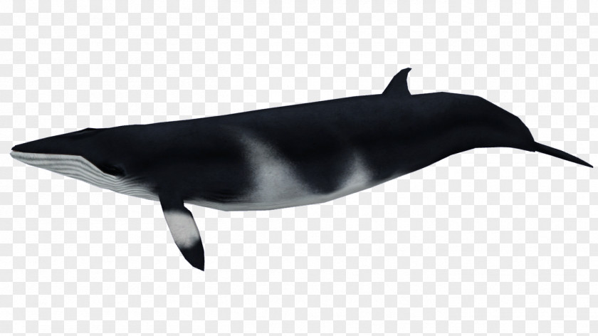 Tucuxi White-beaked Dolphin Zoo Tycoon 2 Cetacea Beaked Whale PNG