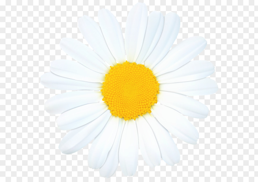 Chamomile Common Daisy Royalty-free Clip Art PNG