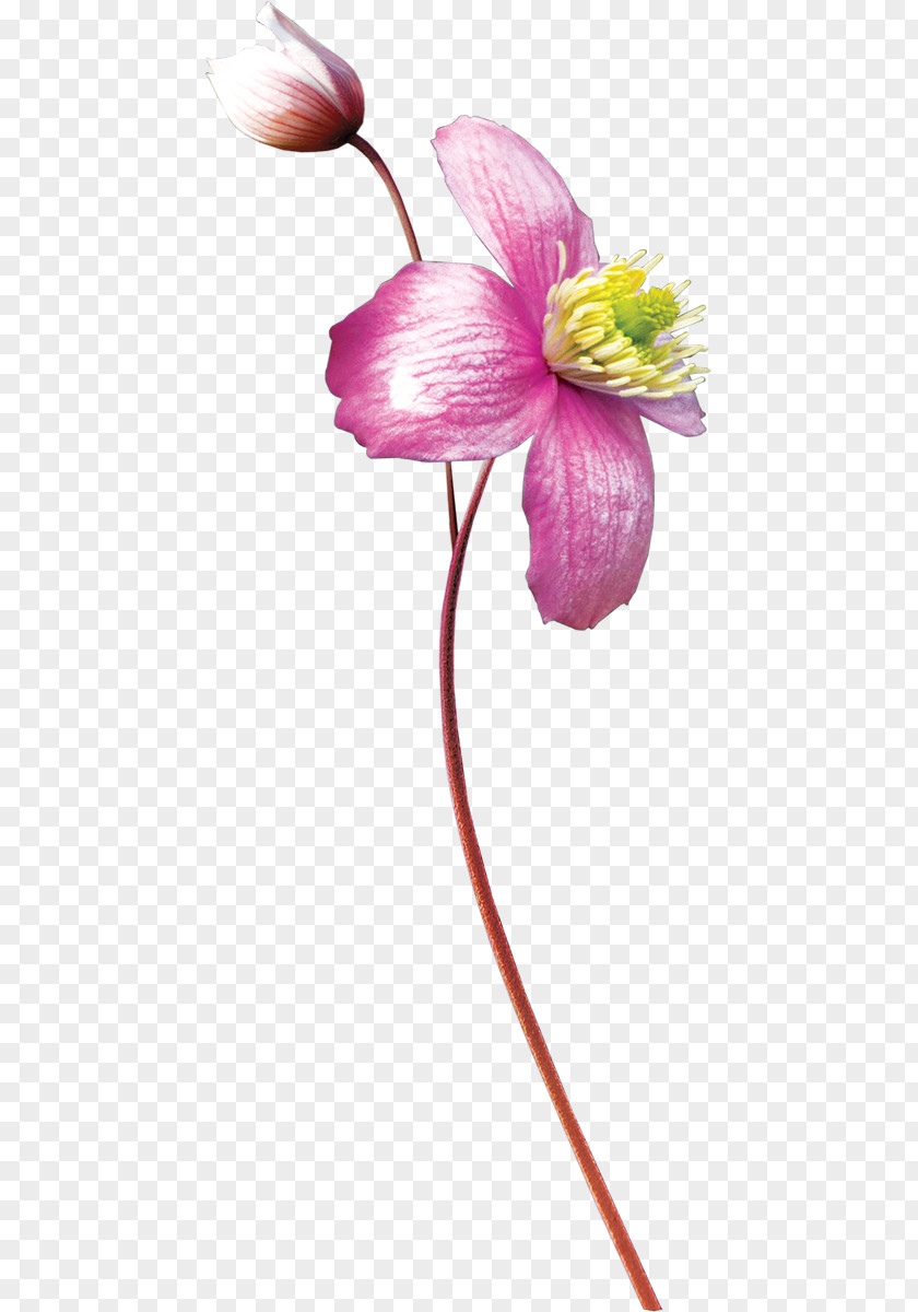 Flower Watercolor Painting PNG