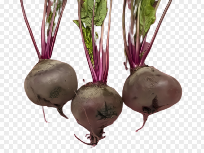 Food Rutabaga Beet Beetroot Radish Vegetable Turnip PNG