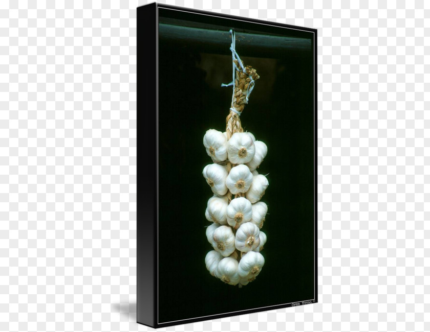 Hanging Sale Imagekind Art Still Life Photography Garlic PNG