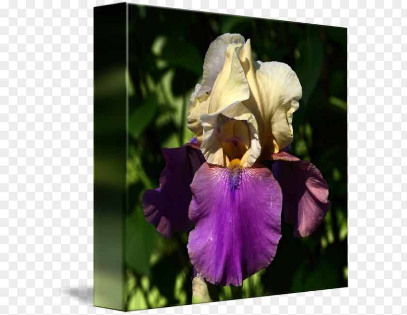 Iris Watercolor Orris Root PNG