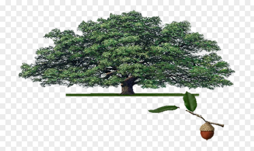 Live Oak Houseplant Plants Woody Plant Email Ehretia Anacua PNG