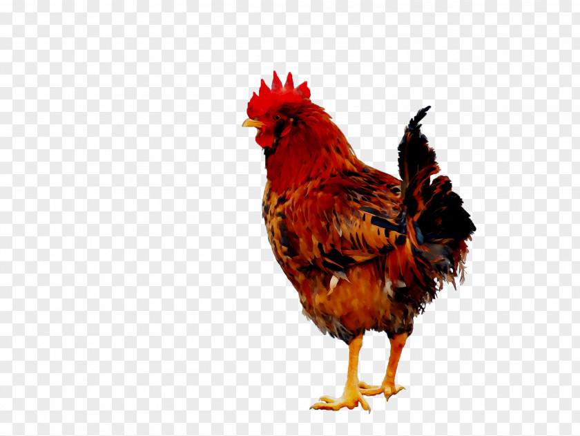 Rooster Chicken As Food Beak Feather PNG