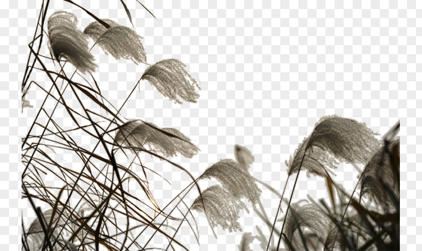 The Wind Flies Of Reed Marshes Download PNG